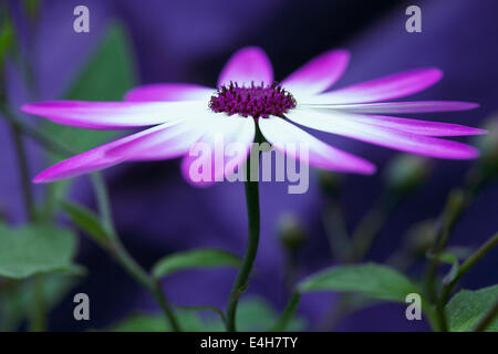 Cinéraire, Pericallis x hybrida Senetti baby Magenta Bicolor 'Sunseneribuba'. Banque D'Images