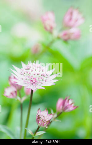 Masterwort Astrantia Astrantia major,,. Banque D'Images