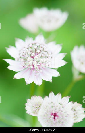 Masterwort Astrantia Astrantia major,,. Banque D'Images