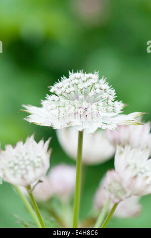 Masterwort Astrantia Astrantia major,,. Banque D'Images