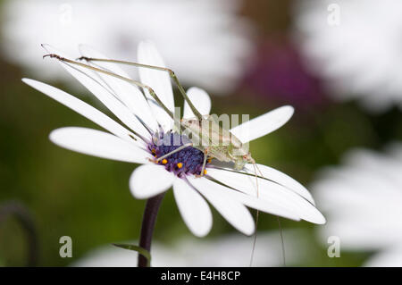 Osteospermum Osteospermum, ciliata. Banque D'Images