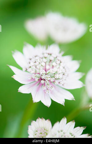 Masterwort Astrantia Astrantia major,,. Banque D'Images