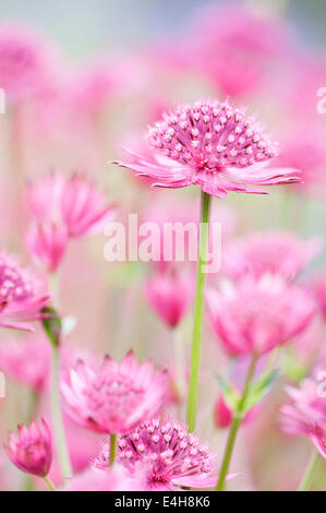 Masterwort Astrantia - Grande masterwort, grands 'Venise'. Banque D'Images