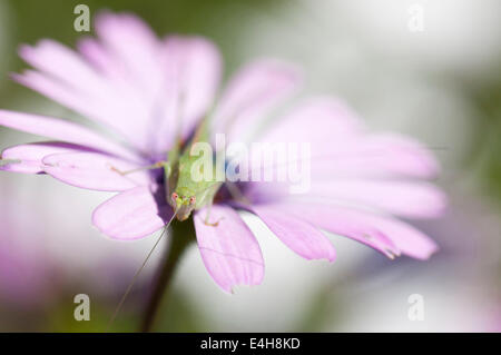 Osteospermum Osteospermum, ciliata. Banque D'Images