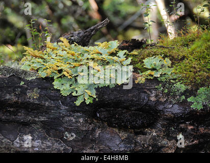 Mousses, hépatiques et lichens sur une pourriture humide subpolaire humide log dans le forêt. Fjord Garibaldi, détroit de Magellan, au Chili. Banque D'Images