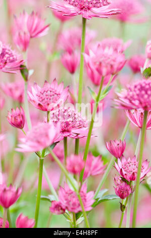 Masterwort Astrantia - Grande masterwort, grands 'Venise'. Banque D'Images