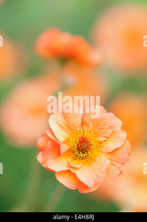 Dryade, Geum 'Totalement tangerine'. Banque D'Images