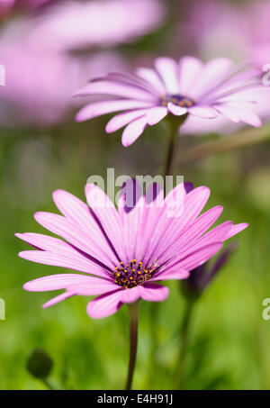 Osteospermum Osteospermum, ciliata. Banque D'Images