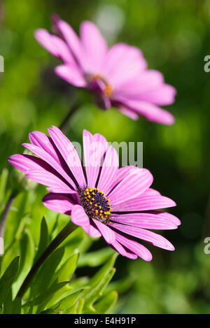 Osteospermum Osteospermum, ciliata. Banque D'Images