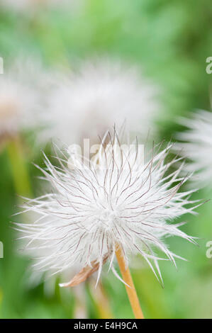 Pasque flower, Pulsatilla pratensis. Banque D'Images