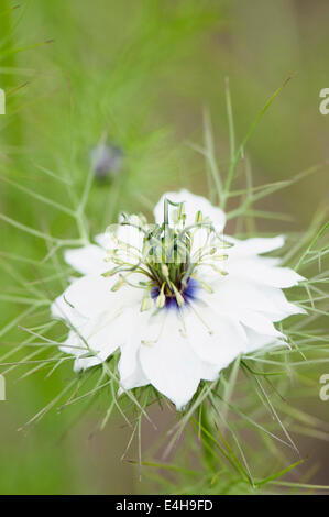 Love-dans-un-mist, Nigella damascena persan 'Bijoux'. Banque D'Images