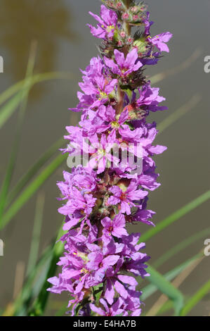 Pic de floraison de la salicaire. (Lythrum salicaria) croissant par un lac. Bedgebury Forêt, Kent, UK. Banque D'Images