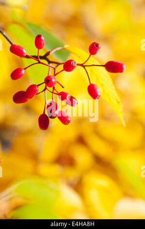 Rowan, Coréen, sorbier Sorbus alnifolia. Banque D'Images