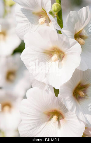 Rose Trémière, Alcea rosea. Banque D'Images