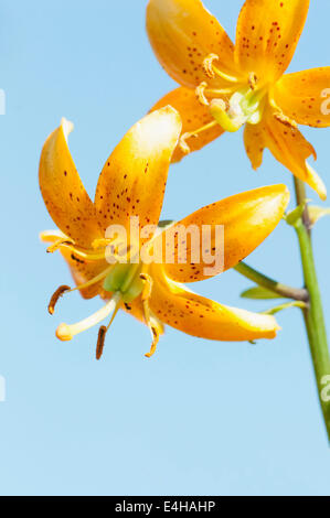 Lily, Lily, Lilium Martagon hansonii. Banque D'Images