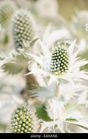 Holly Mer, Miss Wilmott's Ghost, Eryngium giganteum. Banque D'Images