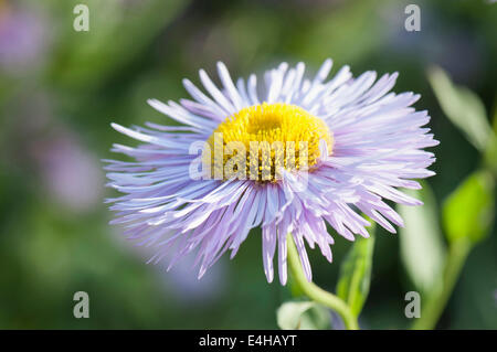 Fleabane Erigeron, la "prospérité". Banque D'Images