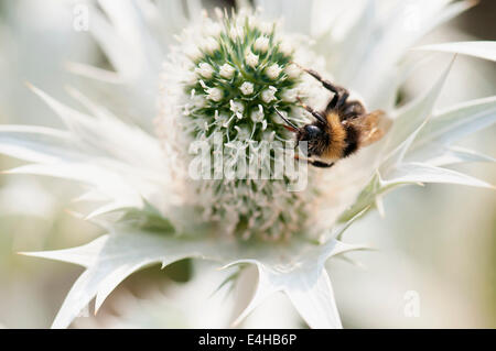 Holly Mer, Miss Wilmott's Ghost, Eryngium giganteum. Banque D'Images