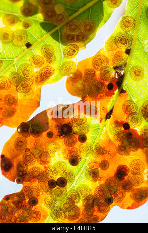 Oak, Quercus robur. Banque D'Images