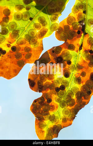 Oak, Quercus robur. Banque D'Images