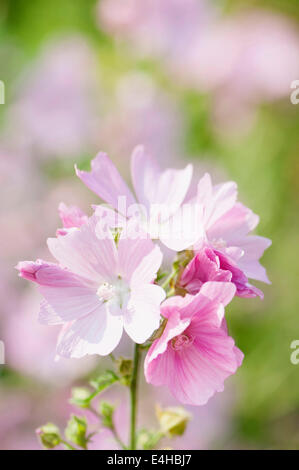 Musk mallow, Malva moschata. Banque D'Images