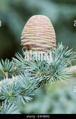 Blue cèdre de l'atlas, Cedrus atlantica Glauca Group. Banque D'Images