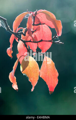 Le cornouiller, le cornouiller fleuri, Cornus kousa. Banque D'Images