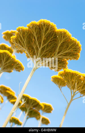 L'achillée millefeuille, Achillea 'Coronation Gold'. Banque D'Images