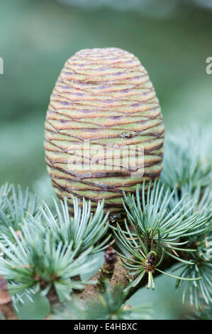 Blue cèdre de l'atlas, Cedrus atlantica Glauca Group. Banque D'Images