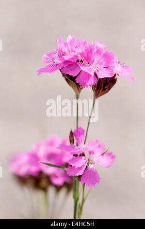 Rose, rose, des Chartreux Dianthus carthusianorum. Banque D'Images