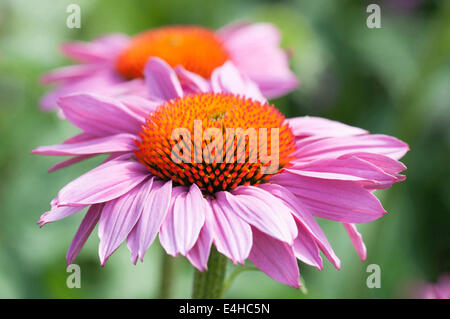 L'échinacée, l'échinacée, Echinacea purpurea 'Rubinstern'. Banque D'Images