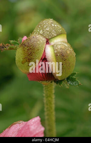 Coquelicot, pavot d'Orient, Papaver orientale 'Patty's Plum'. Banque D'Images