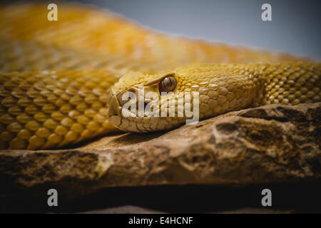 Beau serpent couché au soleil de fines écailles sur la peau Banque D'Images