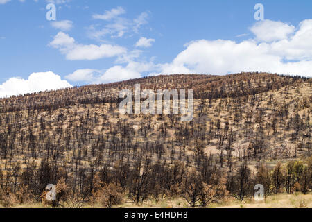 Brûlé sec colline Californie carbonisé et dévastée par un incendie de forêt. Banque D'Images