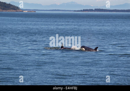 Photo horizontale de deux jeunes adultes en Orques chassant les uns les autres dans les îles San Juan avec la chaîne des Cascades dans le bac Banque D'Images