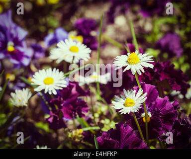 Effet Retro Vintage style hipster filtrée image de fleurs de camomille, fleurs des champs (Viola tricolor) au printemps. Peu de profondeur Banque D'Images
