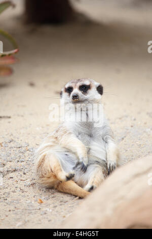 Un meerkat (Suricata suricatta) allongé sur le sol et à la recherche autour de Banque D'Images