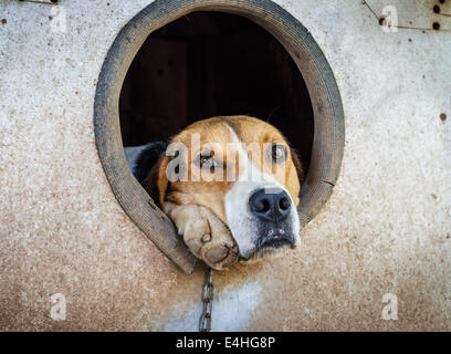 Chien triste sur une chaîne à regarder hors de sa cage. Banque D'Images