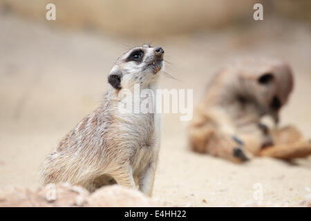 Un meerkat (Suricata suricatta), assis sur un rocher, regarde autour de Banque D'Images