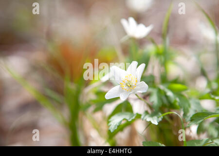 Snowdrop anemone fleur en forêt au printemps Banque D'Images