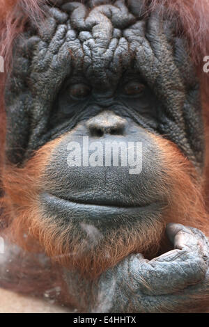 Libre d'orang-outan, Pongo pygmaeus, un grand singe originaire de l'île de Bornéo Banque D'Images