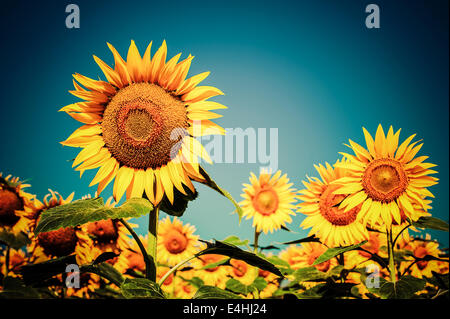 Champ de tournesol sous ciel bleu. Dans un style vintage floral background Banque D'Images