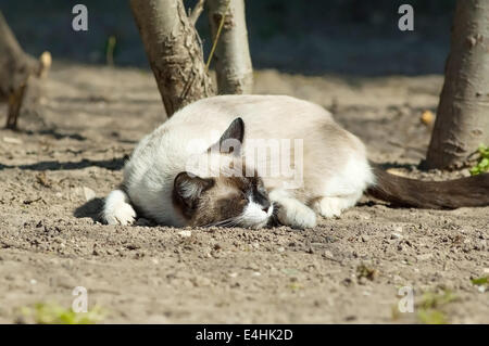 Drôle de chat siamois couché sur le sol et dormir sur sunny day Banque D'Images