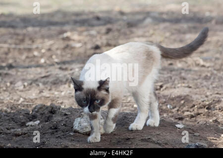 Siamese Cat marche sur la masse arrière-cour sur sunny day Banque D'Images