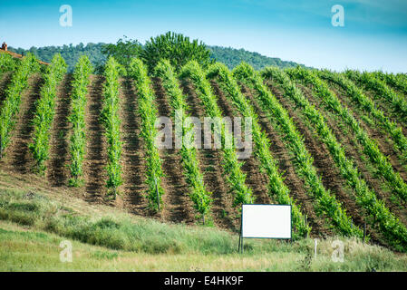 Les plantations de vigne en Toscane, Italie. Banque D'Images