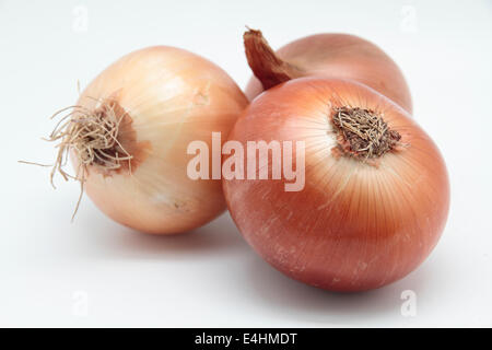 Photographie de trois 'oignon Allium cepa' sur fond blanc Banque D'Images