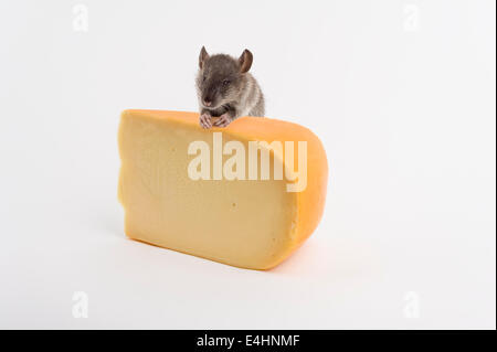 La souris de fromages hollandais Banque D'Images