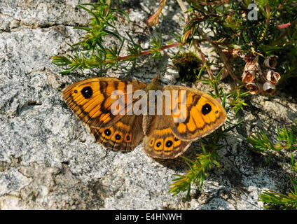 Wall Brown Butterfly - Lasiommata megera reposant sur des roches de granit Banque D'Images