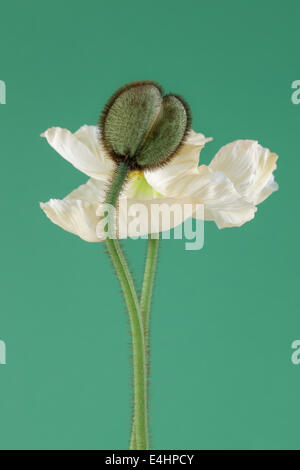 En fleur de pavot blanc et Poppy Bud sur fond vert Banque D'Images