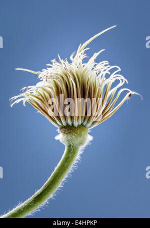 Clematis Graines sur fond bleu ciel Banque D'Images